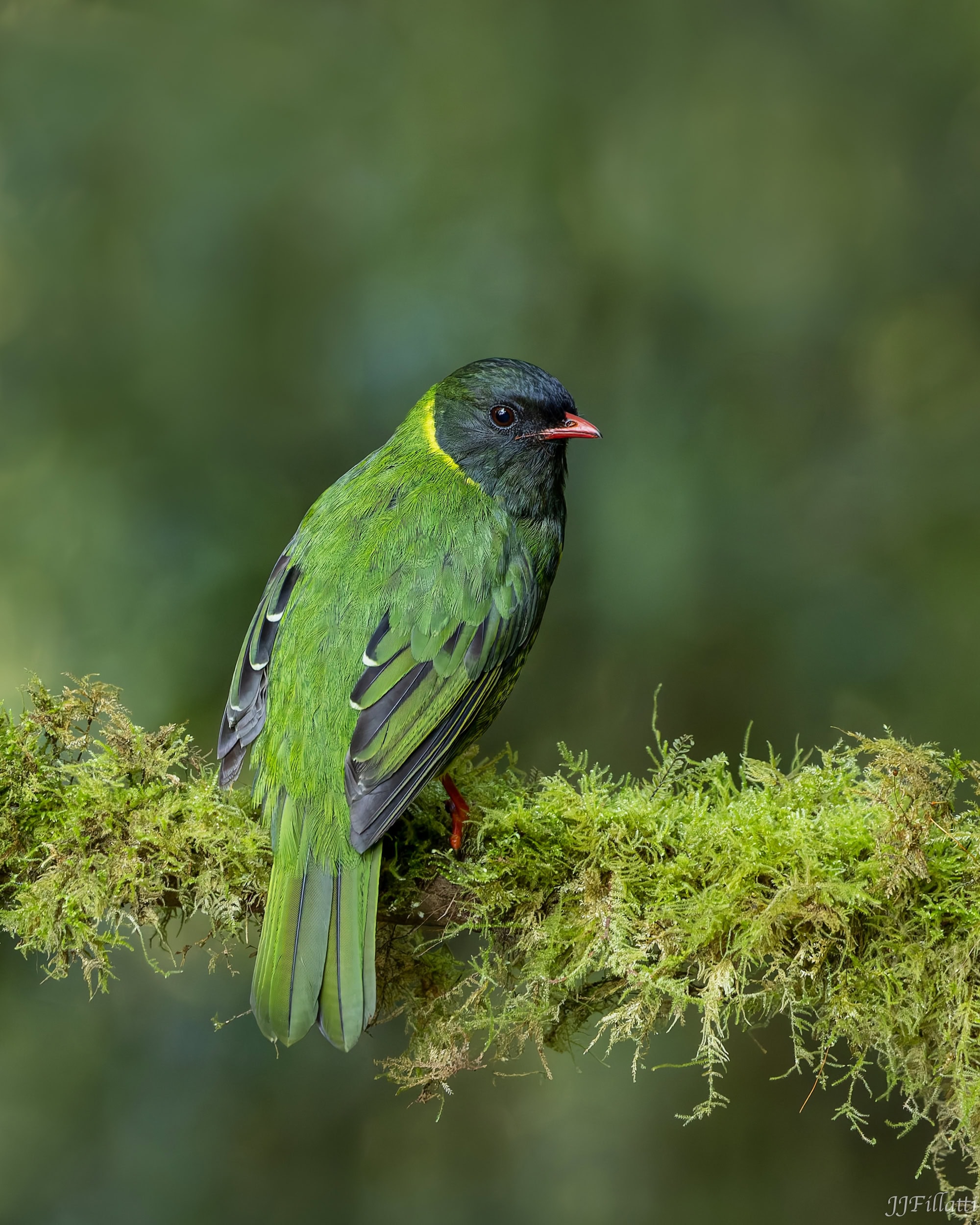 bird of colombia image 12